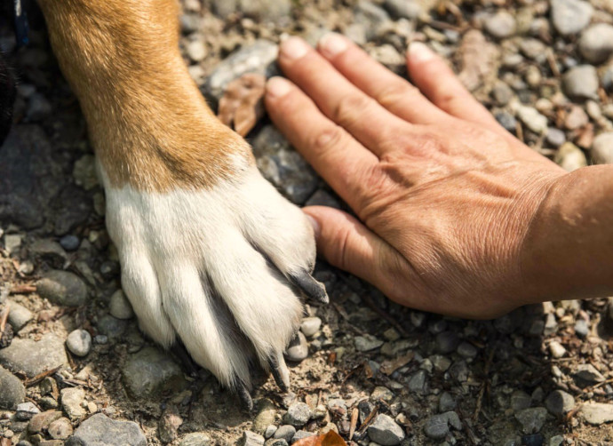 Eine tiefe Bindung zwischen Mensch und Hund